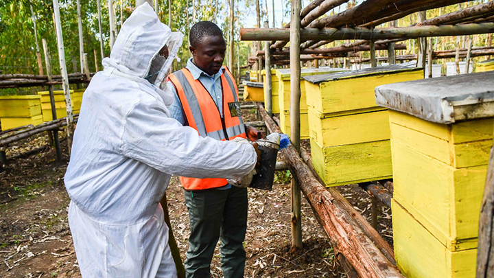 KTDA Forest Officer, George Oselu on a visit to the bee farms in Meru. PHOTO/KTDA