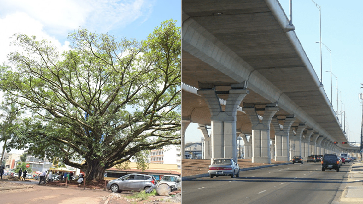 Fig Tree Expressway