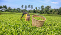 A tea picker. PHOTO/KTDA