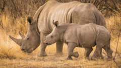Two rhinos grazing. PHOTO/COURTESY IFAW 