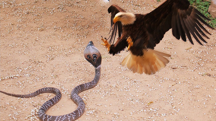 Eagle fights cobra. 