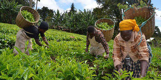 Tea Farmers