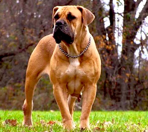 A South African Boerboel. PHOTO/COURTESY