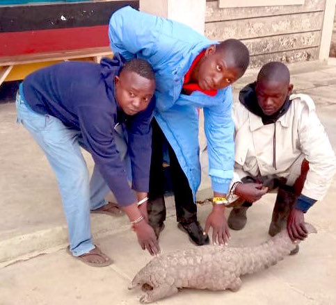 Suspects holding the pangolin. PHOTO/DCI