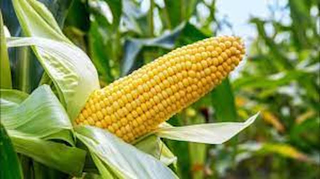 Genetically modified maize. PHOTO/COURTESY