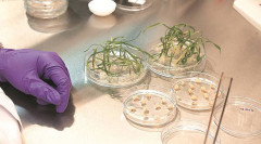 Experiment in a biotech laboratory. PHOTO/COURTESY