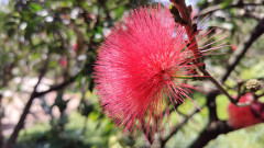OPPO Reno8 T 5G flower 