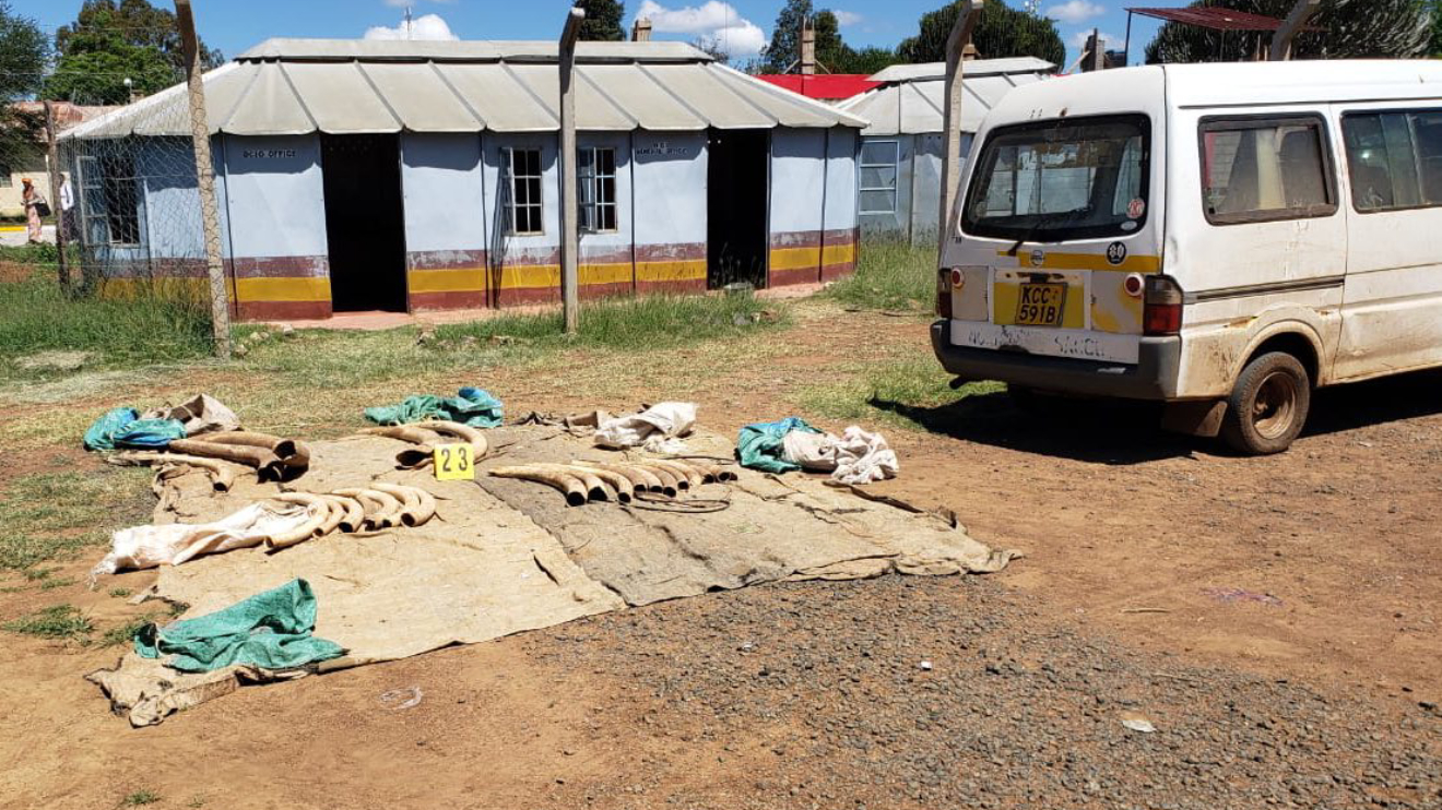 Elephant tusks seized by detectives from suspected trafficker. PHOTO/DCI