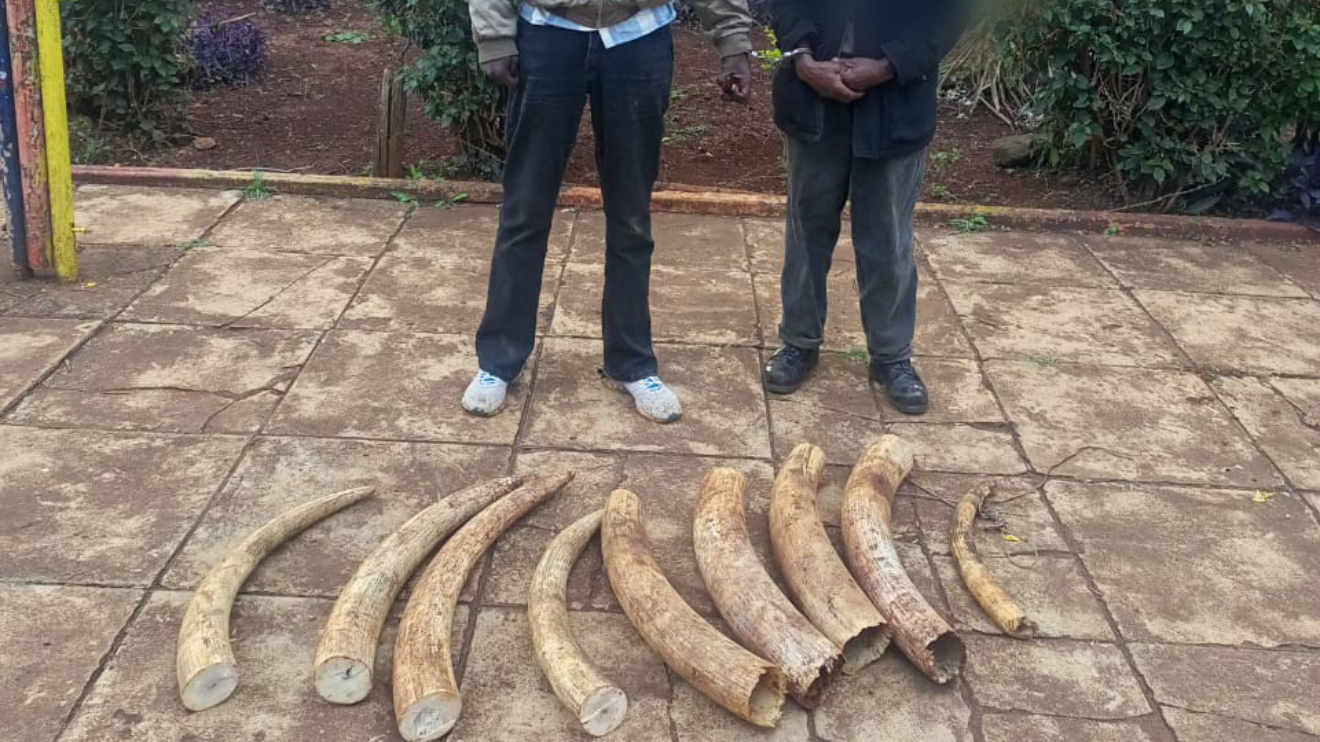 Elephant tusks seized by police and KWS officials. PHOTO/COURTESY