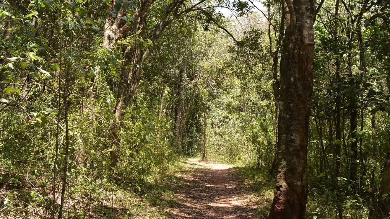 Ngong Road Forest. PHOTO/COURTESY