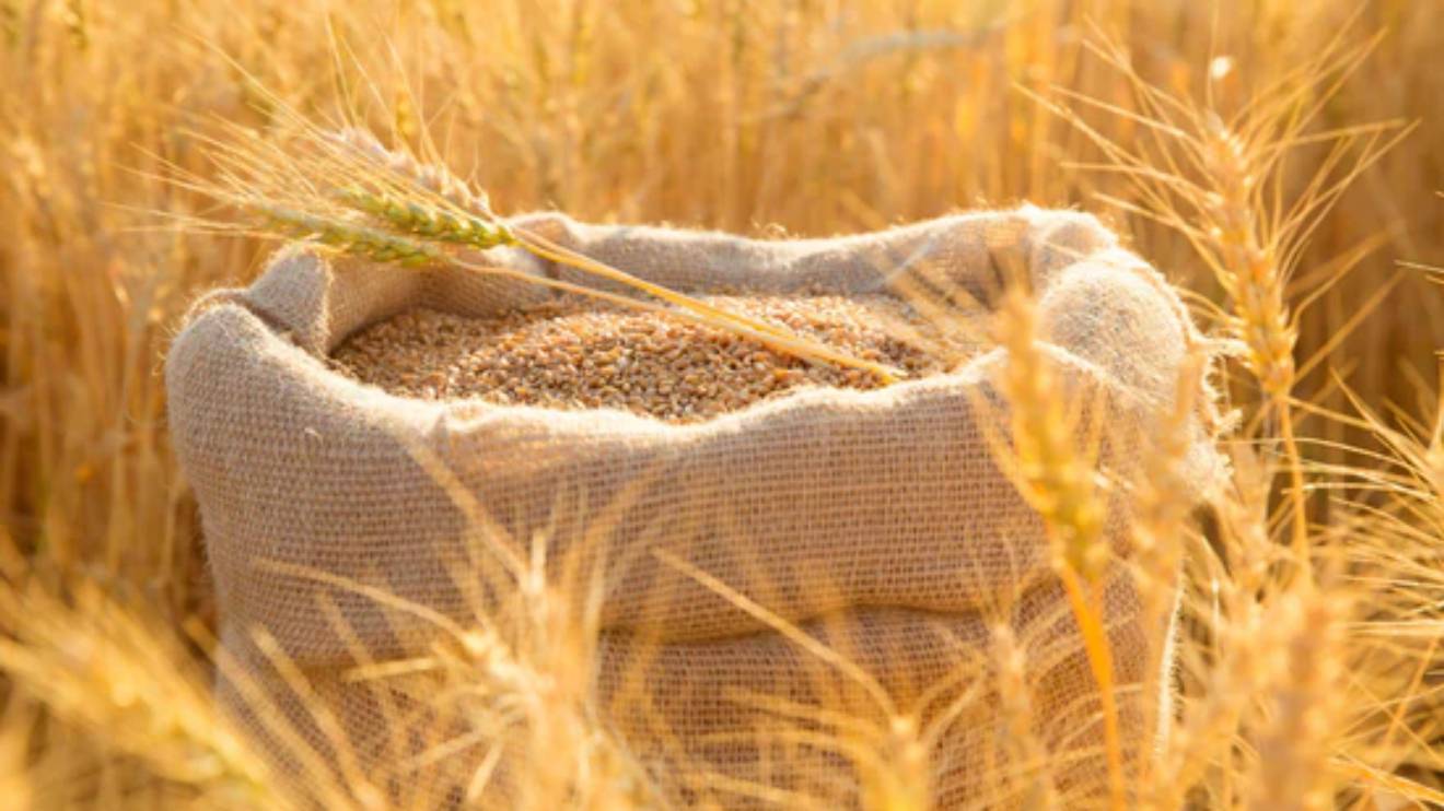 Wheat. PHOTO/COURTESY